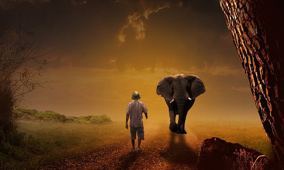 elephant, man, sunset, path, mammals, caregiver, animals, rear view, full length, men