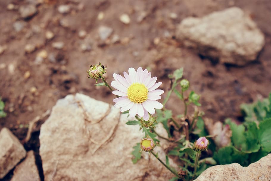 wild flowers, stone, the scenery, nature, germination, bud, weeds, flower, flowering plant, plant