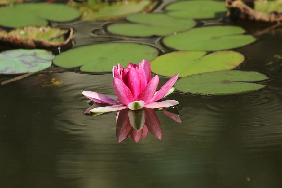 water lilies, pond, zen, flower, water, water lily, beauty in nature, lake, plant, flowering plant