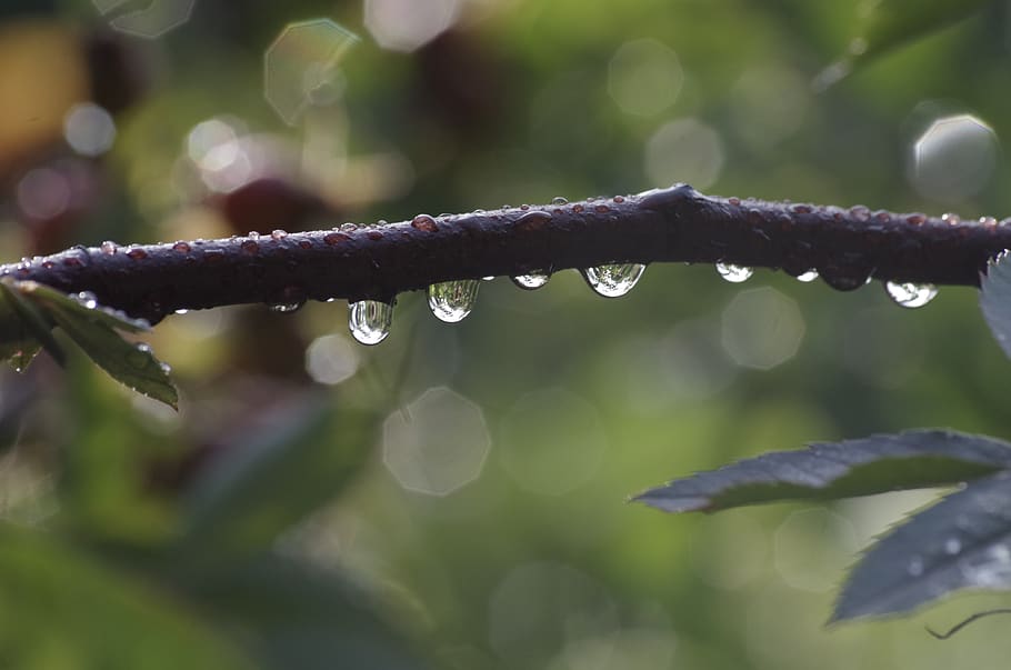branch, drip, nature, background, drop of water, tree, green, drop, water, wet