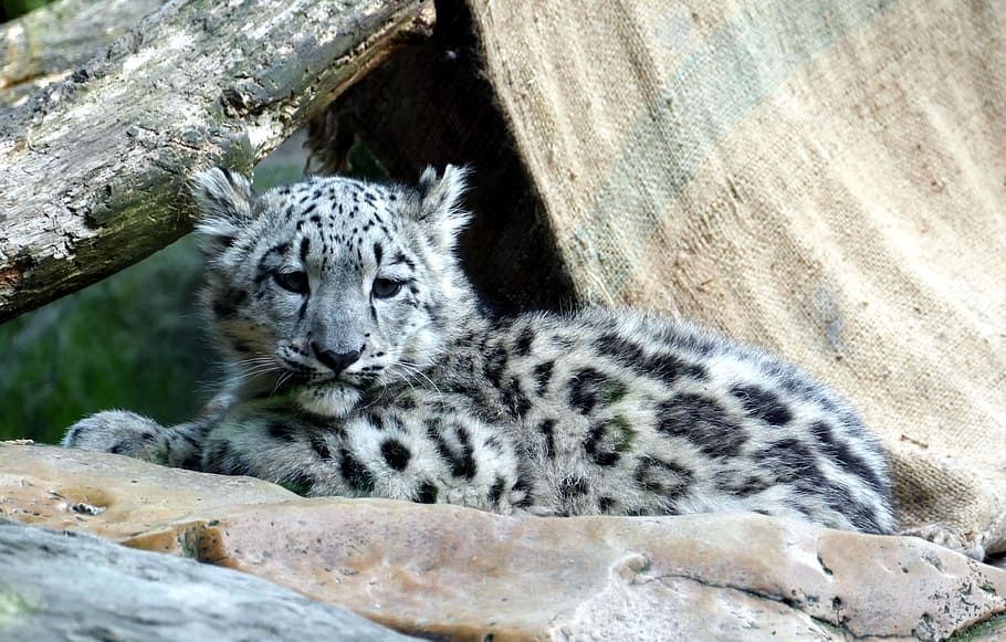 black, gray, leopard, sitting, stone, snow leopard, irbis, child, young, baby