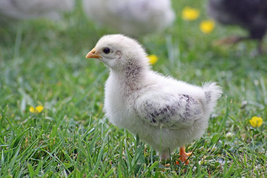 white, chick, green, grass, daytime, green grass, chicks, chicken, easter, spring
