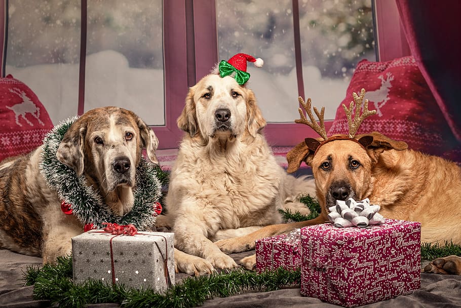 dog, christmas, gifts, pet, funny, santa hat, mammal, pets, canine, animal