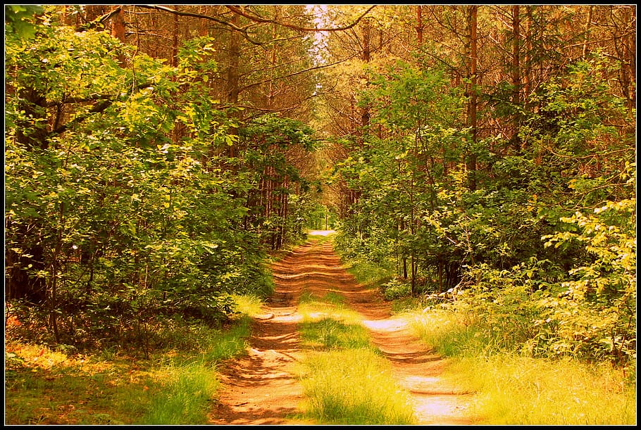 forest, the path, way, grass, tree, nature, green, foliage, spacer, forest path