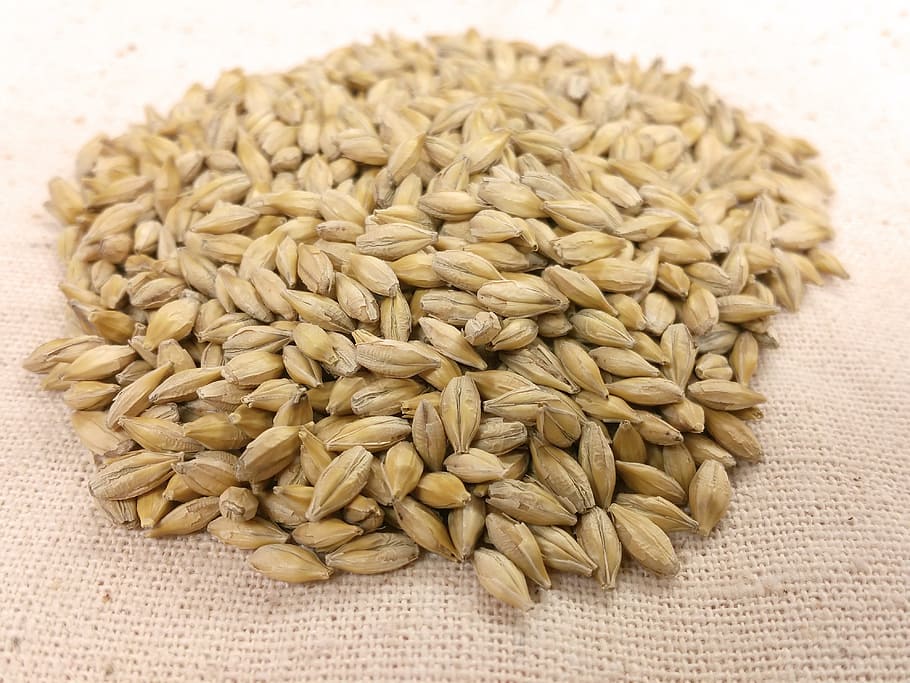 barley, seed, grain, yellow, hordeum vulgare, cereal, harvest, crop, agriculture, food and drink