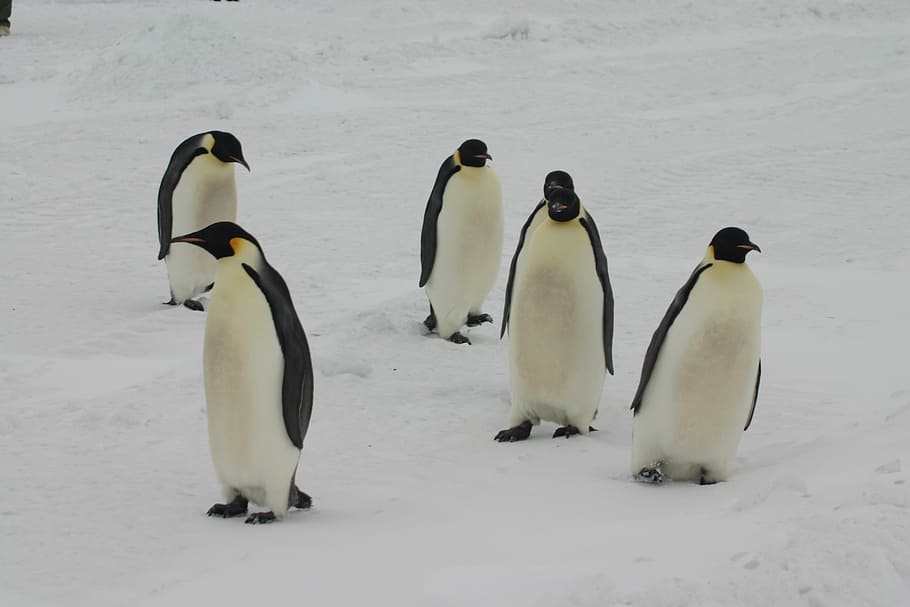 pingüinos, de pie, nieve, pingüinos emperador, Antártida, pingüino, pájaro, fauna animal, animales salvajes, pájaro joven