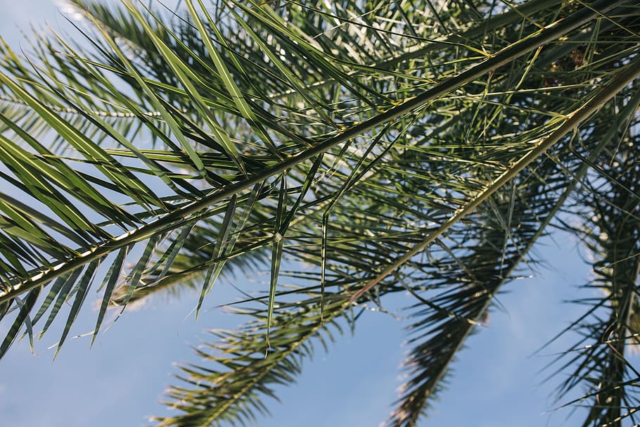 summer, nature, sky, leaf, leaves, tree, outdoors, tropical, sago palm, palm