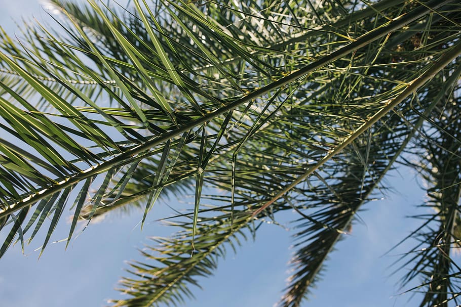 green palm tree, Green, palm tree, summer, nature, sky, leaf, leaves, tree, outdoors