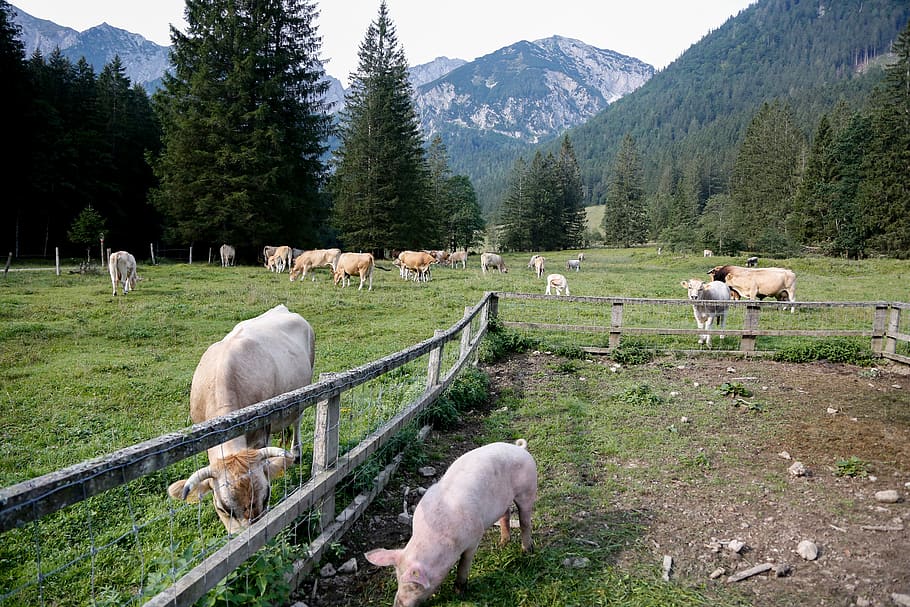 pasture, alm, cows, pig, graze, summer, austria, cattle, farm, milk cow