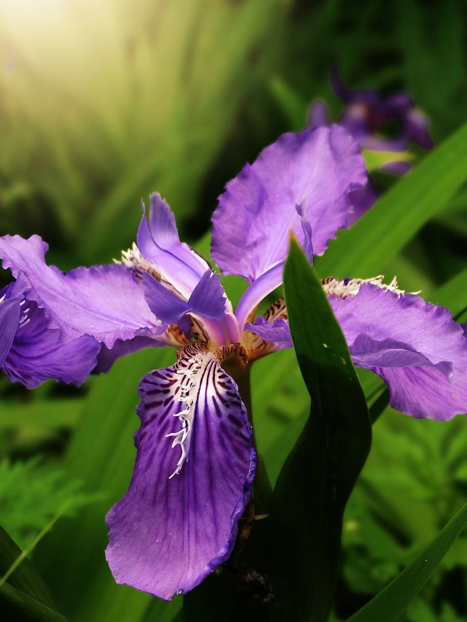 iris, iris tectorum, floral, flor morada, flor, floración, verde, flora,  naturaleza, fauna | Pxfuel