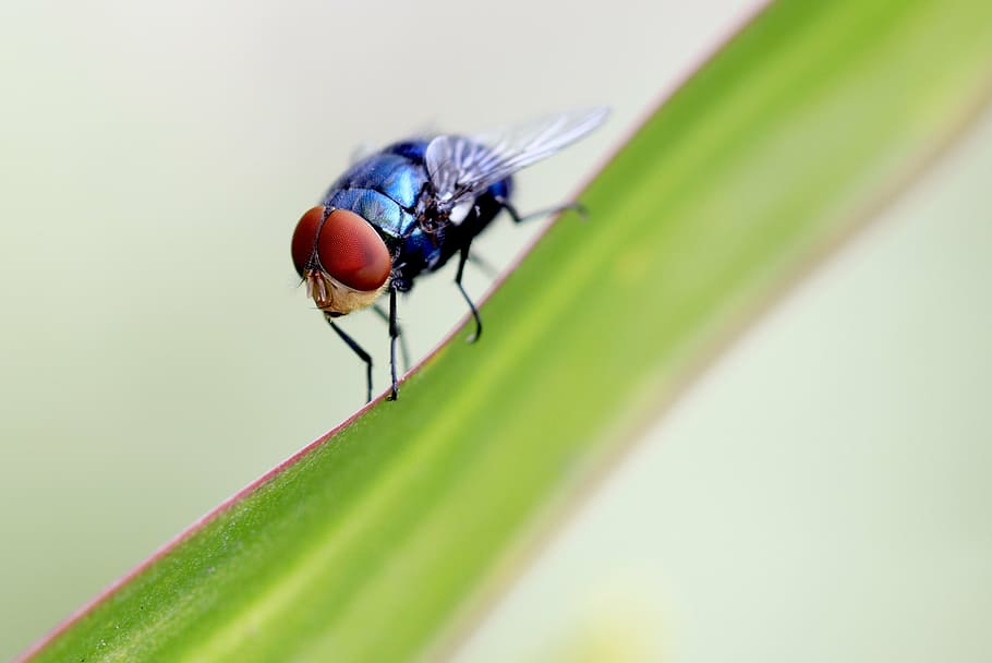 macro photography, blue, flies, fly, summer, outdoor, closeup, vibrant, green, spring