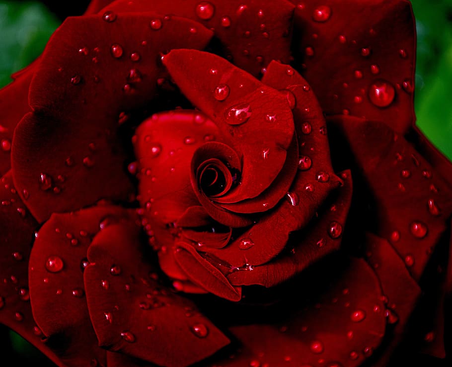 rosa, rosa vermelha, vermelho, flor, amor, beleza, fatal, romance, pétala, beleza natural