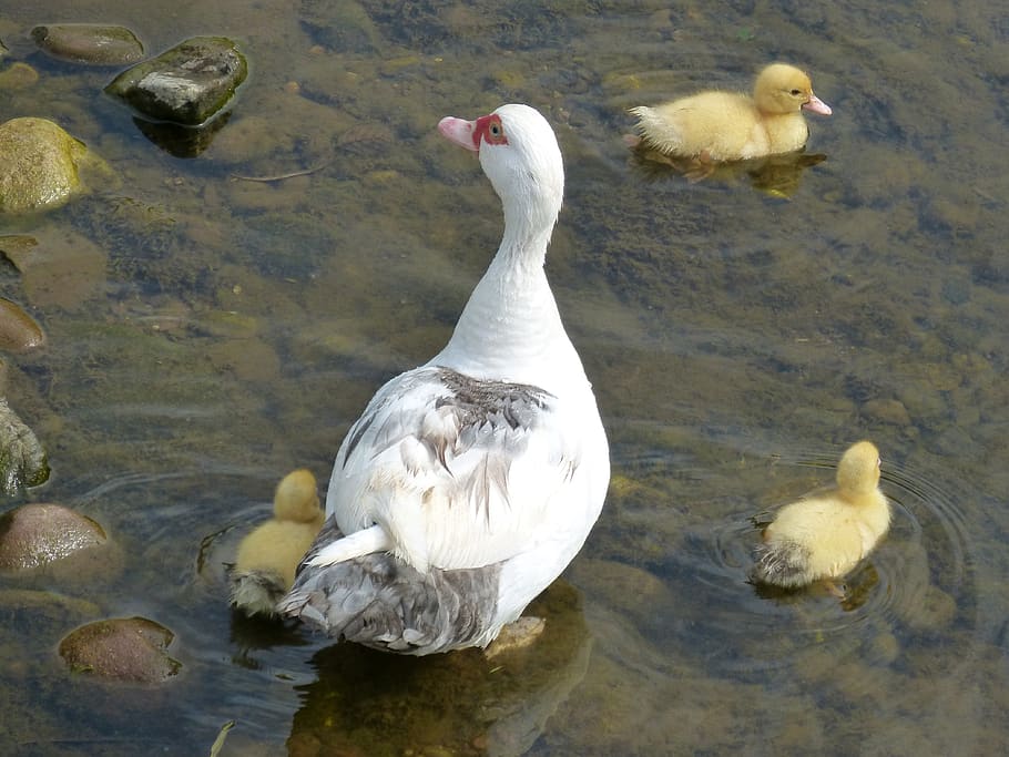 ducks, ducklings, young, river, swim, chicks, bird, water, animal themes, group of animals