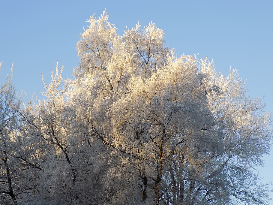 Frost, Cold, Frozen, Árboles, cielo, árbol, naturaleza, invierno, rama, temporada