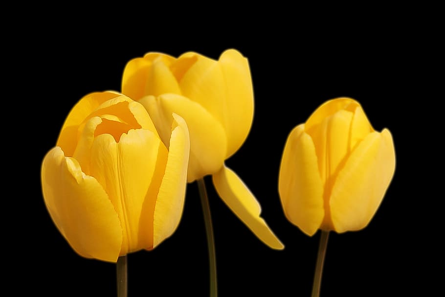 黄色の花, チューリップ, 黄色, 花, 春, 開花植物, 黒背景, 花びら, 脆弱性, スタジオ撮影