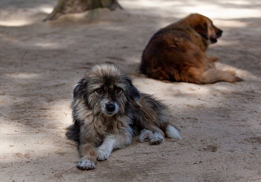 stray dog, beach dog, abandoned dog, stray, dog, beach, animal, canine, portrait, pet