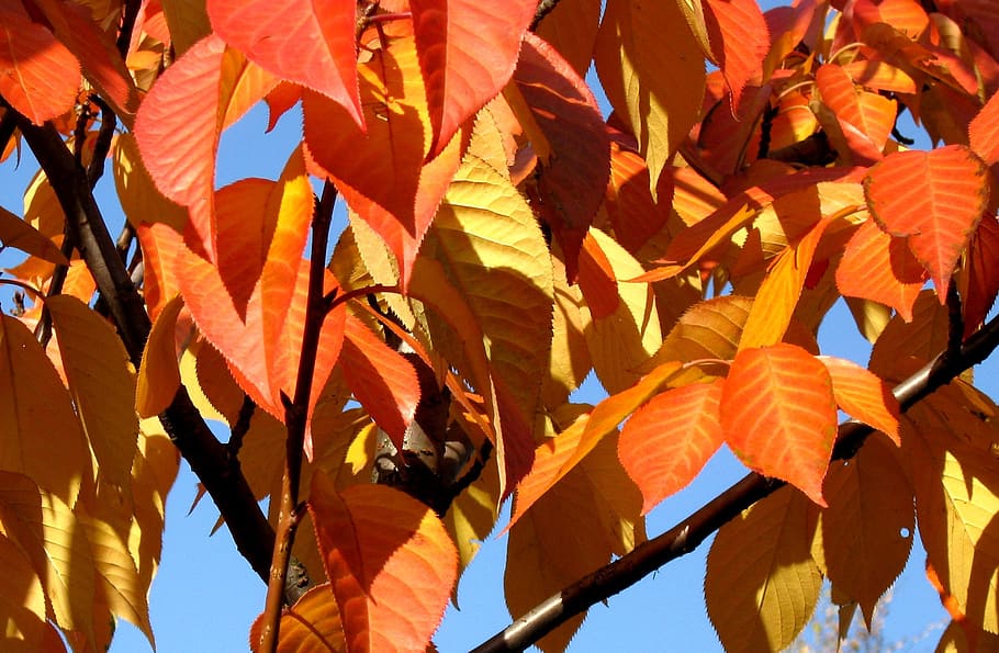 outono, folhagem, céu, parque, árvore, cor laranja, folha, parte da planta, nenhuma pessoa, dia