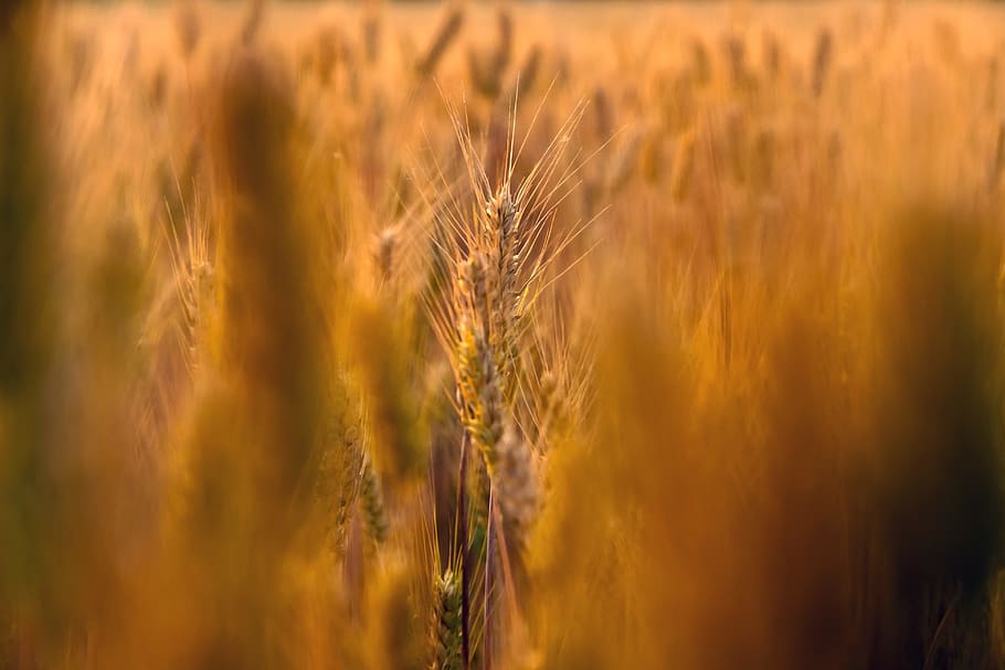 Campo de trigo, Natural, Ao ar livre, seco, dourado, amarelo, luz solar, semente, paisagem, macro