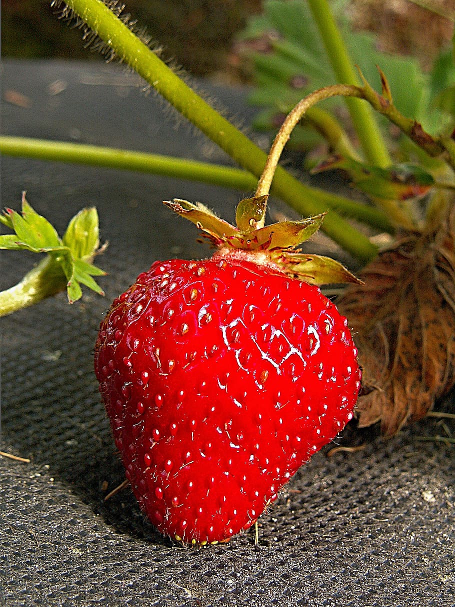 strawberry, garden, red, fetus, macro, foliage, non-woven, fabric, dry leaf, green leaf