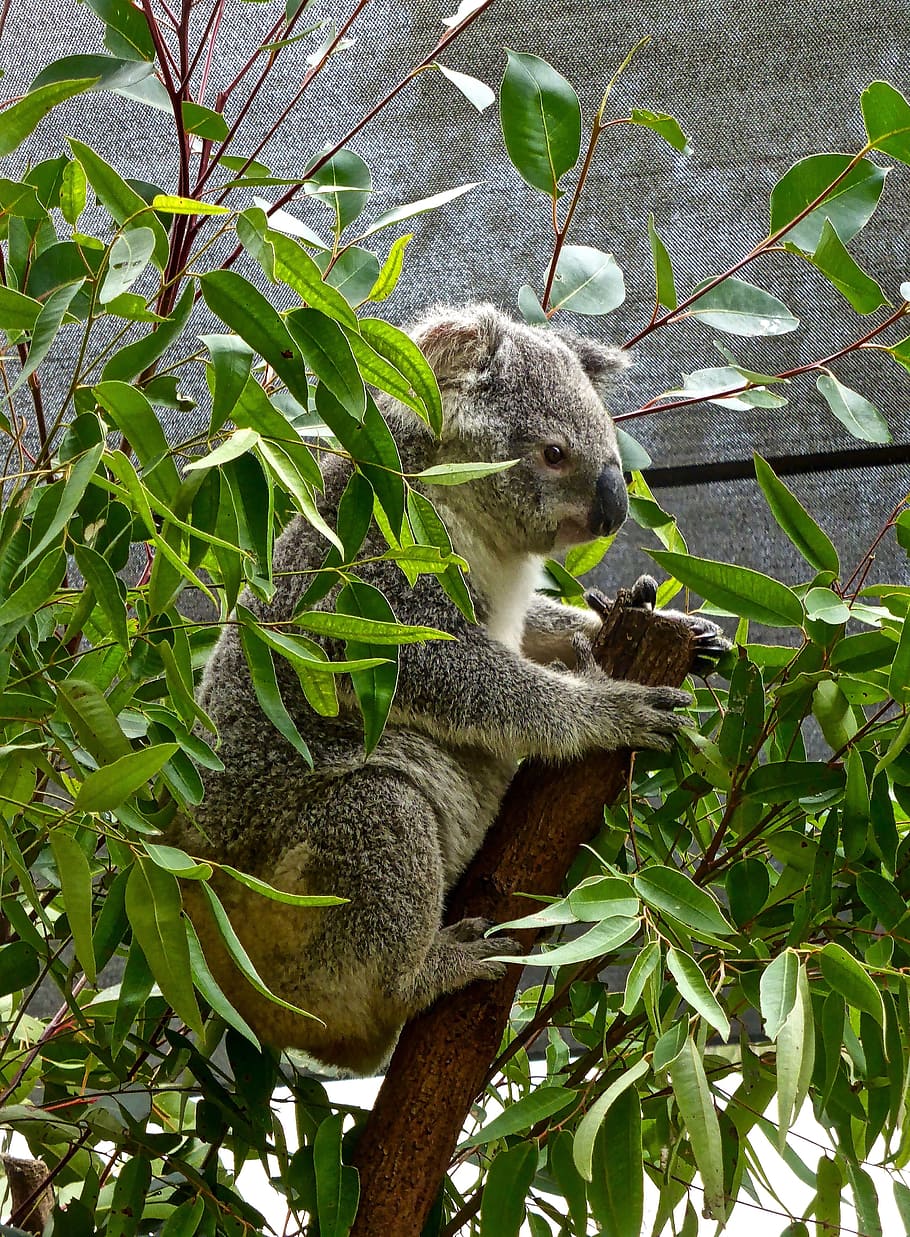 koala, beruang, australia, eucalyptus, imut, marsupial, margasatwa, suka diemong, ikon, liar