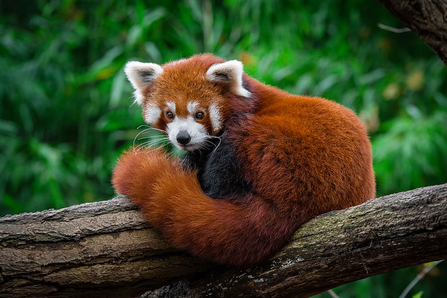Panda vermelho, raposa, deitado, árvore, temas de animais, um animal, mamífero, animais selvagens, panda - animal, animais em estado selvagem