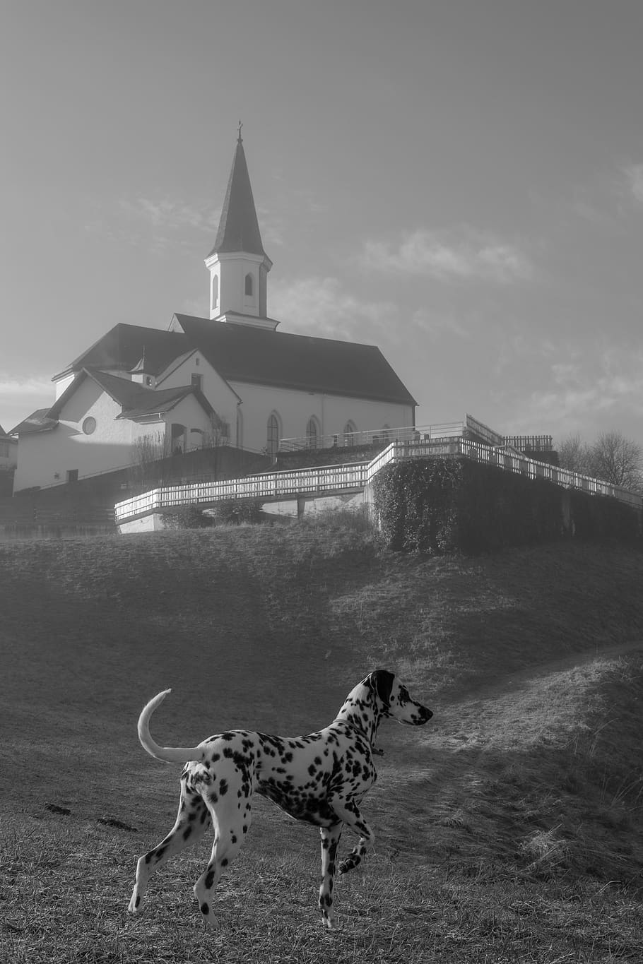 church, dog, dalmatians, black and white, built structure, architecture, building exterior, animal, animal themes, sky