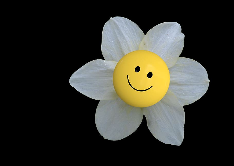 putih, bunga petaled, emoji, closeup, foto, mekar, bunga, smiley, emoticon, senyum