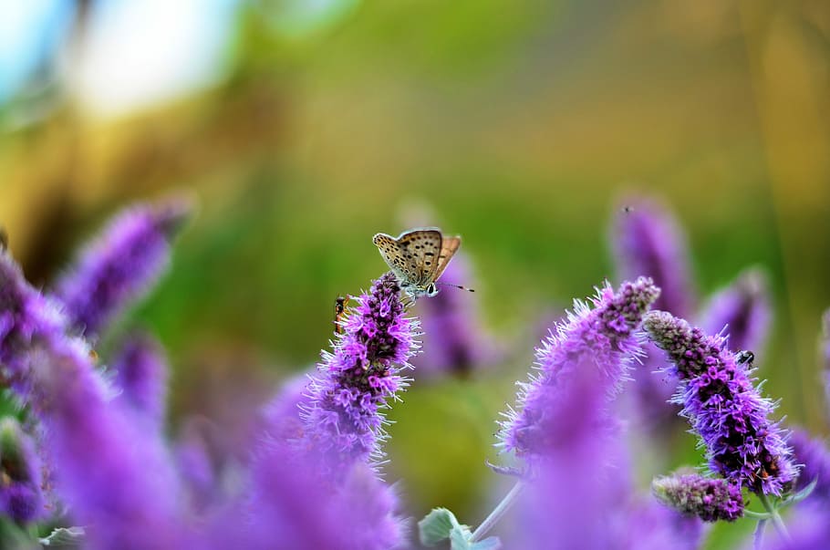 selective, focus photography, common, blue, butterfly, perched, purple, lavender, flower, nature