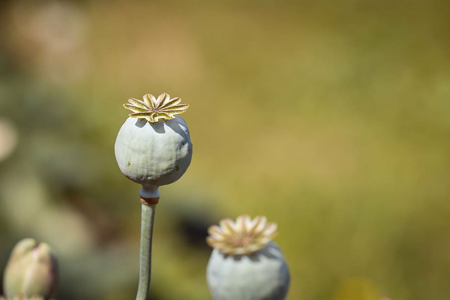 close-up photography, green, poppy flower buds, poppy, poppy capsules, mohngewaechs, nature, seed capsules, decoration, flora
