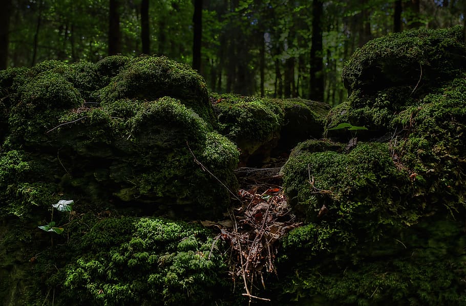 green, mossy forest view, moss, forest, bemoost, nature, wild, fairy tale forest, magic forest, druid grove