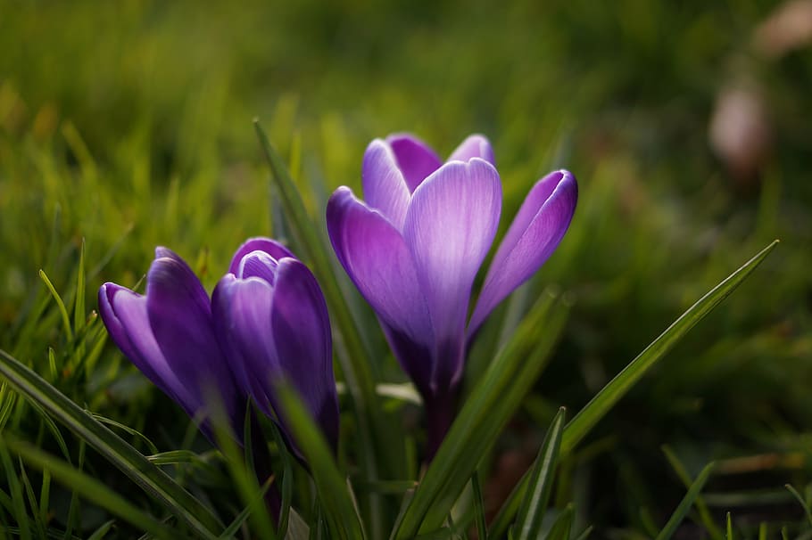 closeup, foto, tiga, ungu, bunga petaled, dua, bunga, rumput, crocus, alam