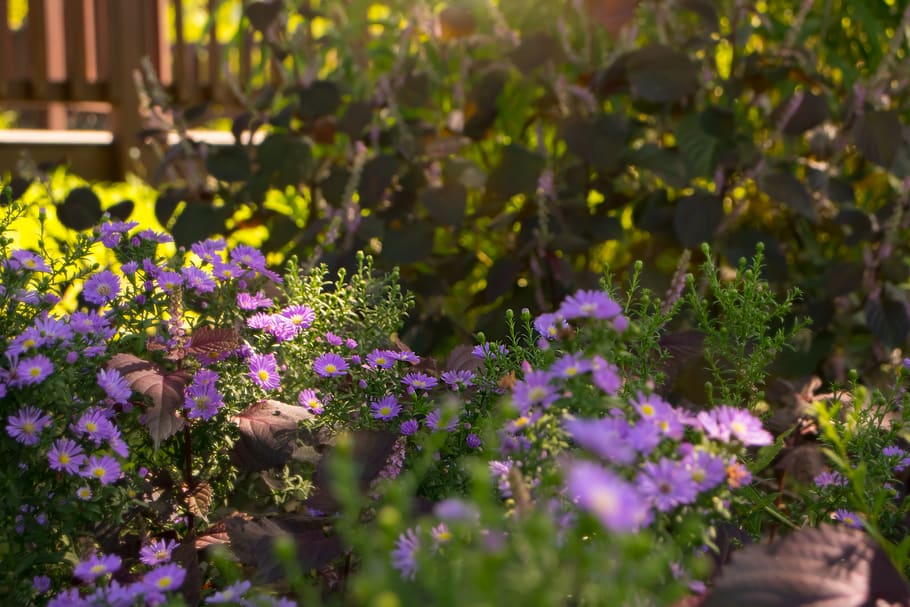flowers, sunshine, herb, synthesis, morning, in the evening, purple, yellow, greenness, nature