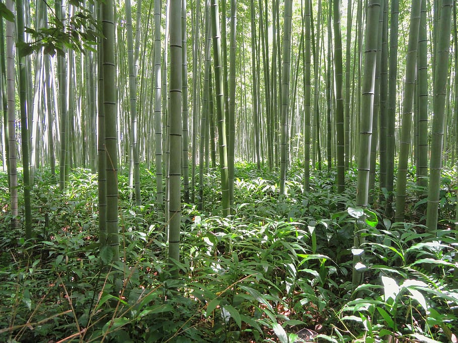 photograph, bamboo stalks, green, trees, kyoto, japan, bamboo, bamboo forest, plant, grass