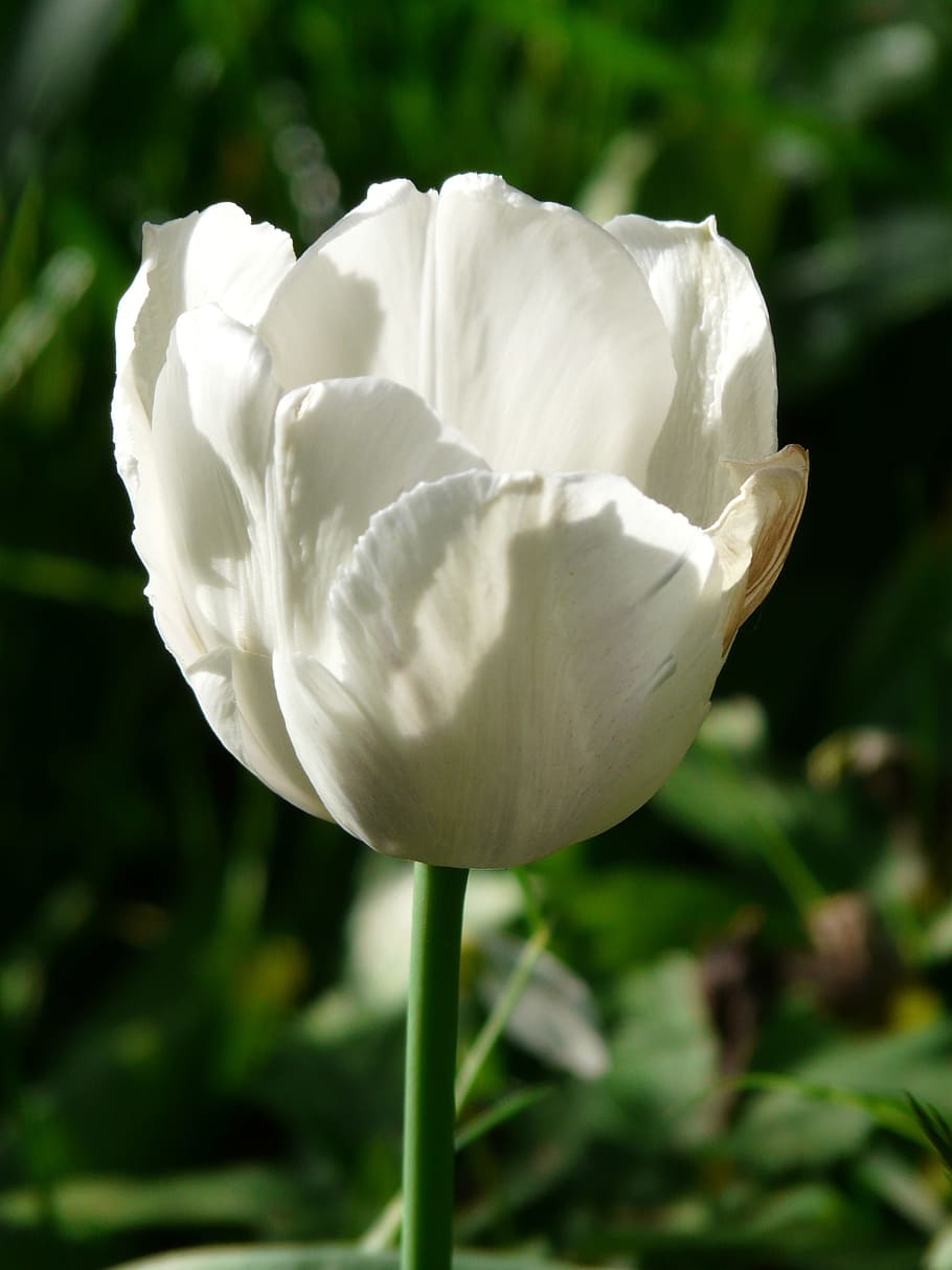 튤립, 화이트, 아름다운, tulpenbluete, 꽃, 화려한, 색깔, 봄, tulipa, 관상용 식물