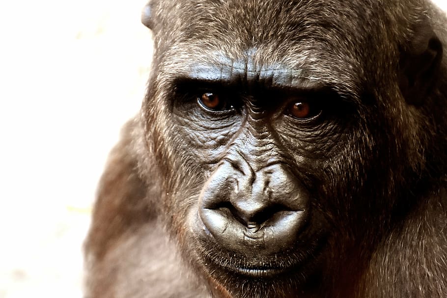 photo of gorilla, gorilla, monkey, animal, zoo, furry, omnivore, wildlife photography, portrait, tierpark hellabrunn