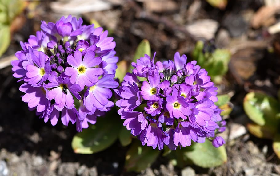 Primrose, Drumstick, Flower, Plant, flowers, purple, garden, spring flower, spring, day