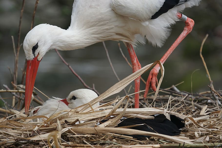 two, white, birds, nest, white stork, rattle stork, adebar, nest building, storchennest, large beak