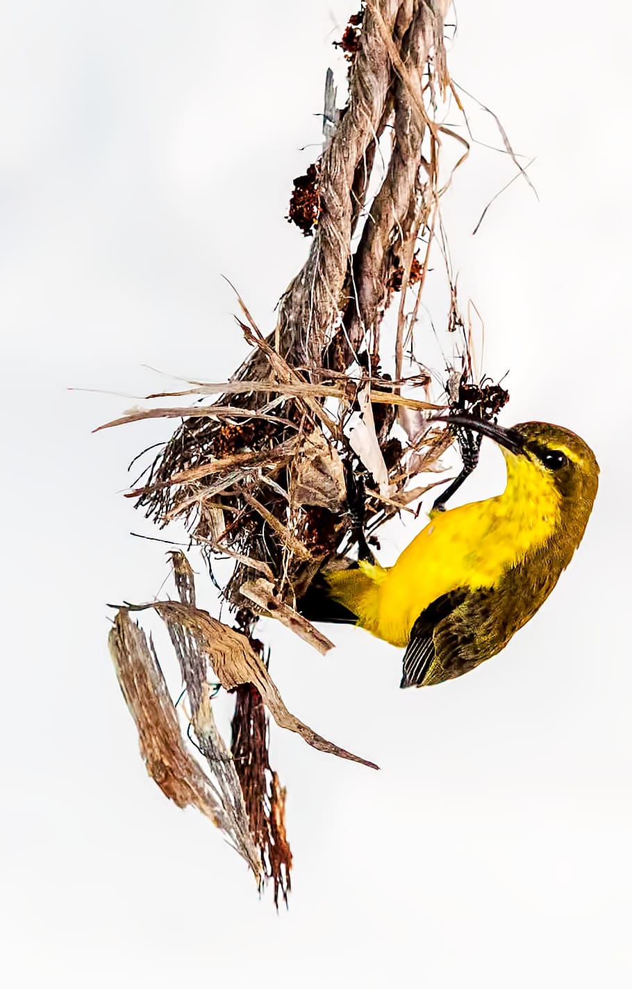 bird, olive backed sunbird, nest building, yellow bird, townsville, dry, plant, close-up, nature, white background