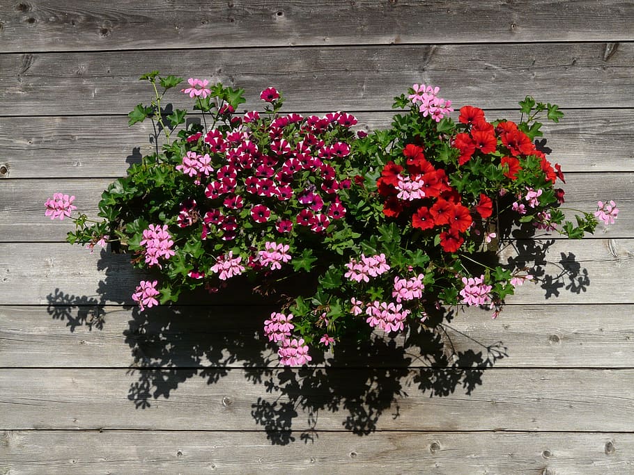 geranium, balcony plant, Geranium, Balcony, Plant, balcony plant, ornamental plant, colorful, color, pelargoniums, hauswand