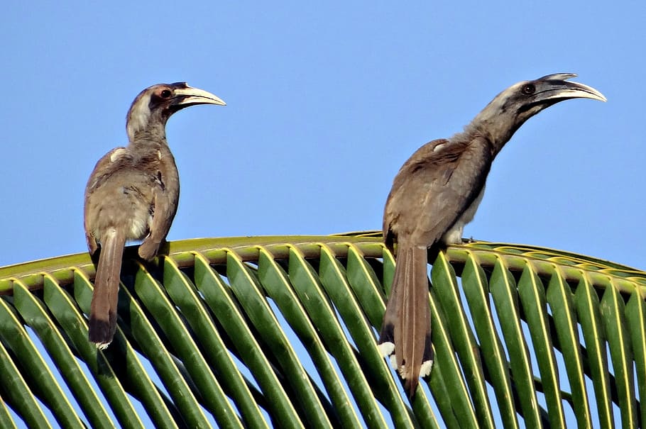 indian, grey, hornbill, Indian Grey Hornbill, Ocyceros Birostris, bird, pair, dharwad, india, animal wildlife
