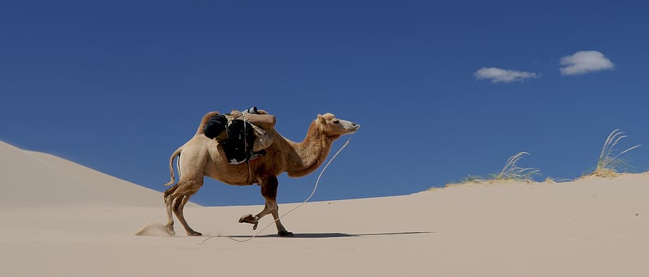 camelo marrom, camelo, deserto, areia, mongólia, areia Duna, arábia, dromedário Camelo, natureza, sahara Deserto