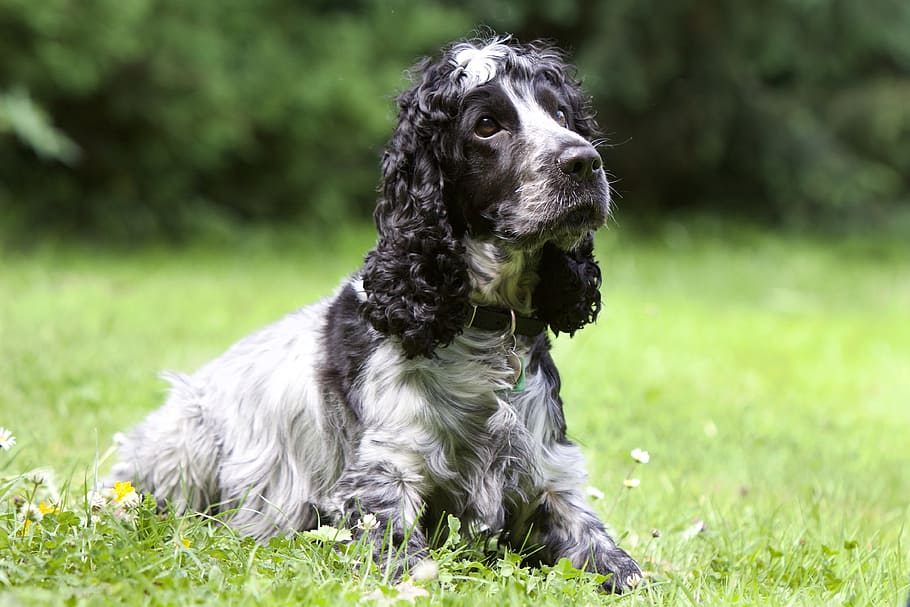 black, white, english springer spanial, prone, lying, grass, daytime, dog, cocker spaniel, canine