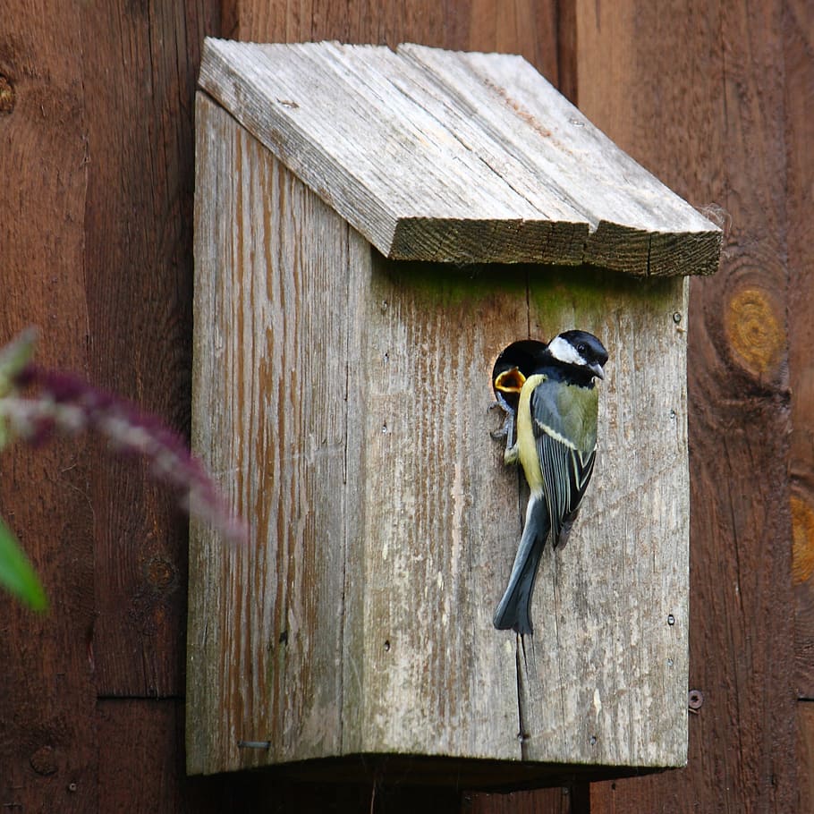 Titmouse, Bird, Natural, expensive, young birds, nest box, nesting box, wood - Material, birdhouse, nature