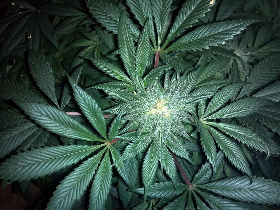 Конопля комнатное растение нарисовать листик марихуаны