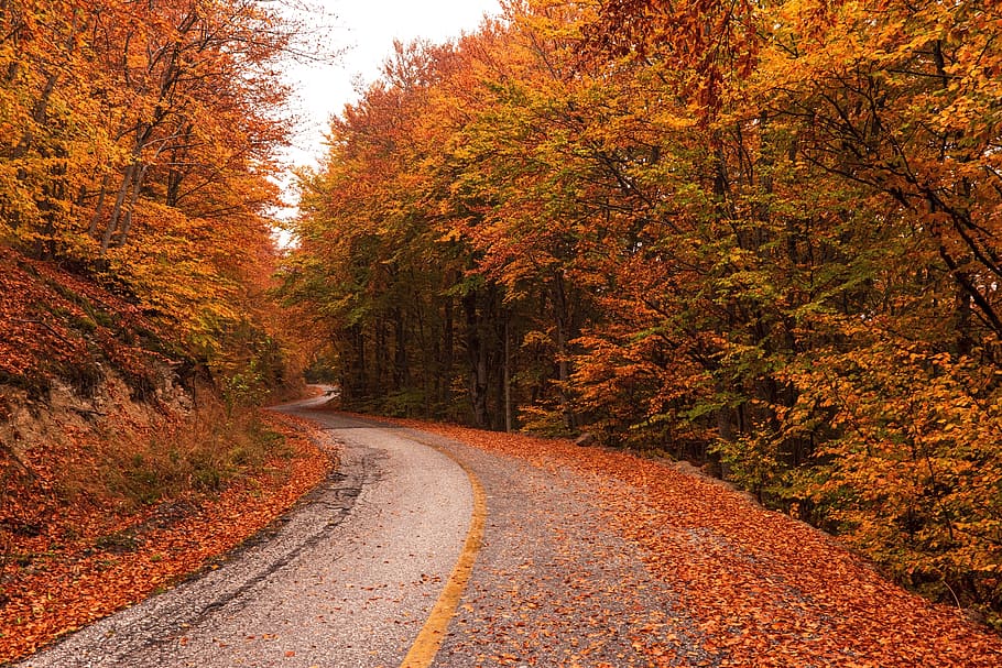 outono, fantasia, floresta, estrada, grécia, kastoria, vitsi, árvores, paisagem, caminho