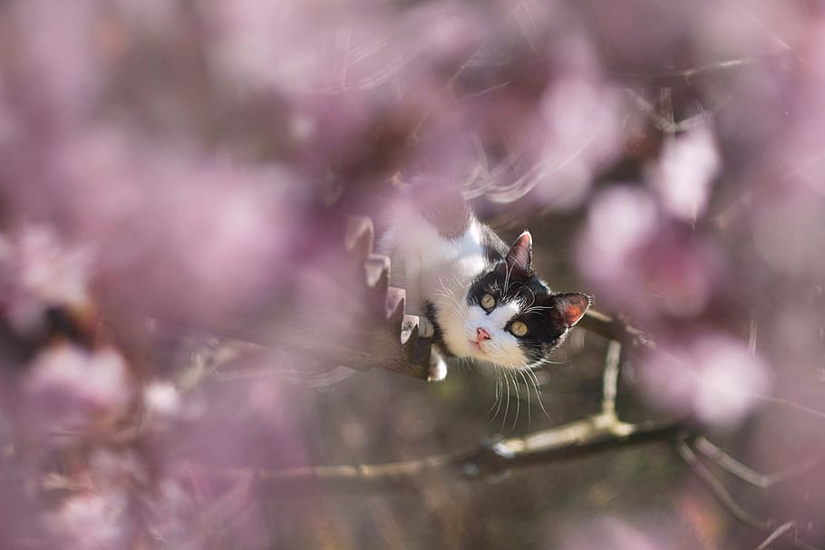 selective, focus, selective focus, Tuxedo cat, spring, cat, flowers, roof, m42, pink