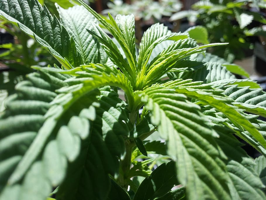 green, leaves, macro photography, cannabis, plant, leaf, plant part, green color, growth, close-up