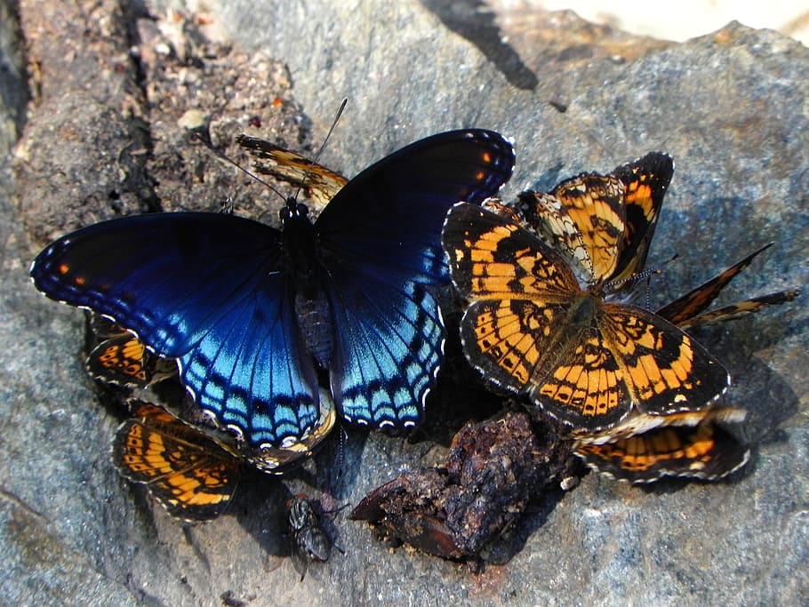 several, blue, orange, butterflies, rock, pearl crescent, social, red spotted purple, butterfly, insects