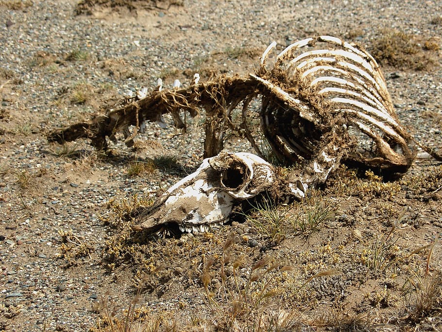 campo, carcaça, esqueleto, deserto, animal, morto Esqueleto, natureza, osso, animais selvagens, esqueleto animal