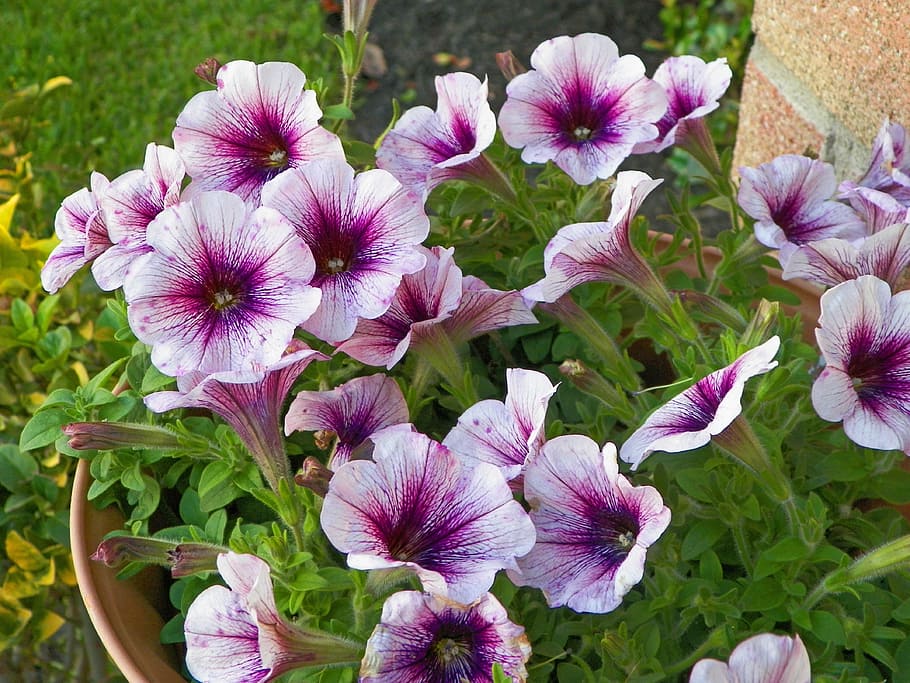 Watercolor Purple Hibiscus Purple Flowers Floral Watercolor Leaf Plant Pink White Blossom Pxfuel